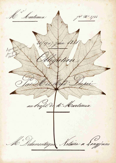 Compatible Still Life Jahrriesnge  for leaf-lpf00490 