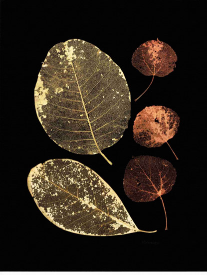 Compatible Still Life for Jahrriesnge leaf-lpf00499 Compatible Still Life Jahrriesnge for leaf-lpf00499