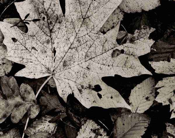 Compatible Landscape for JAHRRIESNGE leaf-lpf00762 Compatible Landscape JAHRRIESNGE for leaf-lpf00762