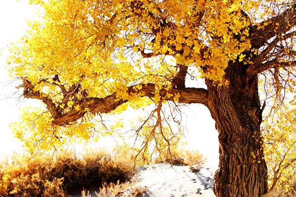 Compatible Landscape for JAHRRIESNGE tree-lpf01848 Compatible Landscape JAHRRIESNGE for tree-lpf01848