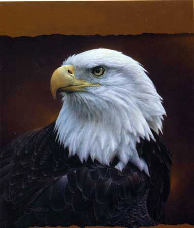 Compatible Animals for Jahrriesnge sea-eagle-lpf02575 Compatible Animals Jahrriesnge for sea-eagle-lpf02575