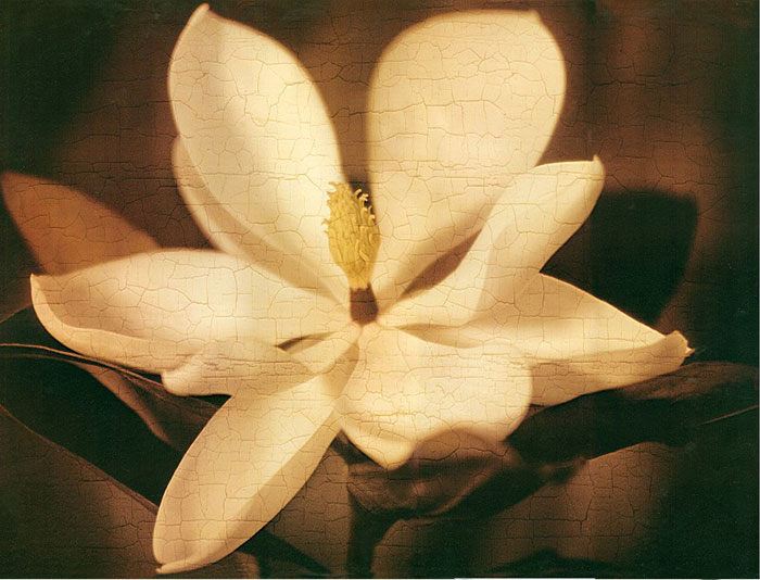 Compatible Floral for JAHRRIESNGE flowers lpf04408 Compatible Floral JAHRRIESNGE for flowers lpf04408