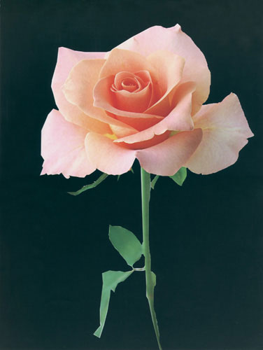 Compatible Floral for JAHRRIESNGE flower lpf04566 Compatible Floral JAHRRIESNGE for flower lpf04566