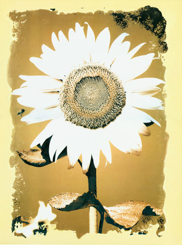 Compatible Floral for JAHRRIESNGE flower lpf04587 Compatible Floral JAHRRIESNGE for flower lpf04587