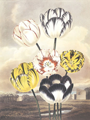 Compatible Floral for JAHRRIESNGE flower lpf04701 Compatible Floral JAHRRIESNGE for flower lpf04701