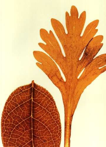 Compatible Floral for JAHRRIESNGE leaves lpf04761 Compatible Floral JAHRRIESNGE for leaves lpf04761