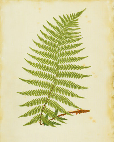 Compatible Floral for JAHRRIESNGE leaf lpf04775 Compatible Floral JAHRRIESNGE for leaf lpf04775