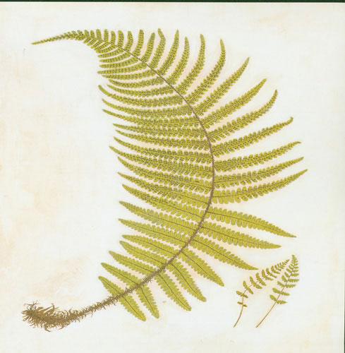 Compatible Floral for JAHRRIESNGE leaf lpf04778 Compatible Floral JAHRRIESNGE for leaf lpf04778