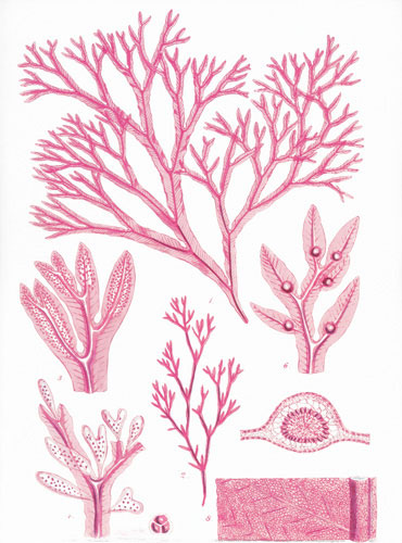 Compatible Floral for JAHRRIESNGE flowers lpf04835 Compatible Floral JAHRRIESNGE for flowers lpf04835