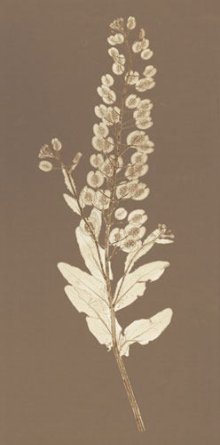 Compatible Floral for JAHRRIESNGE flowers lpf04839 Compatible Floral JAHRRIESNGE for flowers lpf04839