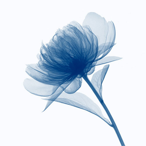 Compatible Floral for JAHRRIESNGE flowers lpf04847 Compatible Floral JAHRRIESNGE for flowers lpf04847