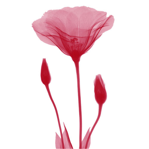 Compatible Floral for JAHRRIESNGE flowers lpf04849 Compatible Floral JAHRRIESNGE for flowers lpf04849