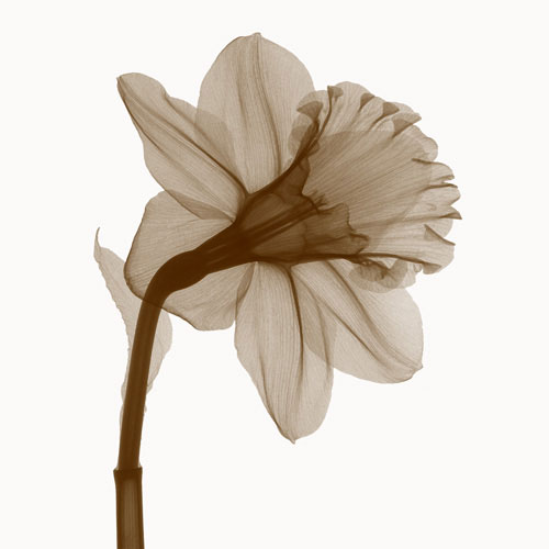 Compatible Floral for JAHRRIESNGE flowers lpf04850 Compatible Floral JAHRRIESNGE for flowers lpf04850