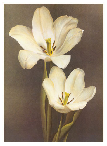 Compatible Floral for JAHRRIESNGE flowers lpf04851 Compatible Floral JAHRRIESNGE for flowers lpf04851