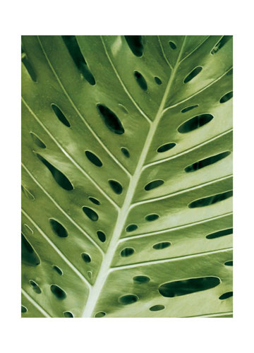 Compatible Floral for JAHRRIESNGE leaf lpf04866 Compatible Floral JAHRRIESNGE for leaf lpf04866