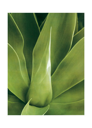 Compatible Floral for JAHRRIESNGE leaf lpf04868 Compatible Floral JAHRRIESNGE for leaf lpf04868