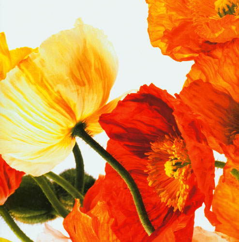 Compatible Floral for JAHRRIESNGE flowers lpf04989 Compatible Floral JAHRRIESNGE for flowers lpf04989