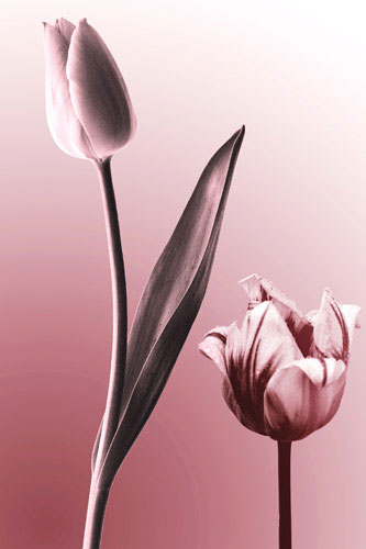 Compatible Floral for JAHRRIESNGE flowers lpf05088 Compatible Floral JAHRRIESNGE for flowers lpf05088