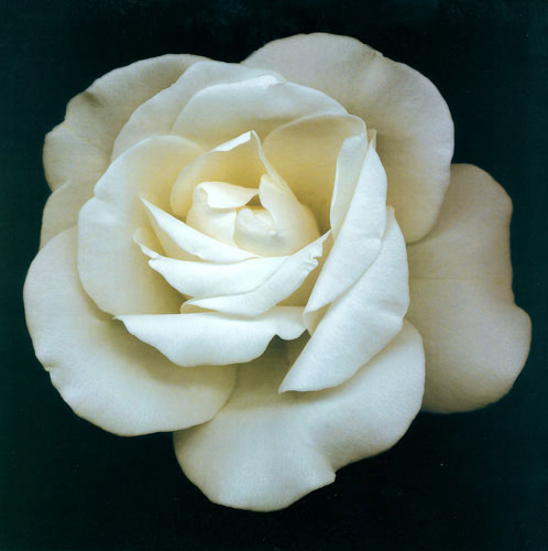 Compatible Floral for JAHRRIESNGE flowers lpf05419 Compatible Floral JAHRRIESNGE for flowers lpf05419