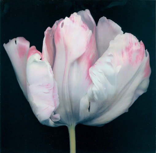 Compatible Floral for JAHRRIESNGE flowers lpf05421 Compatible Floral JAHRRIESNGE for flowers lpf05421