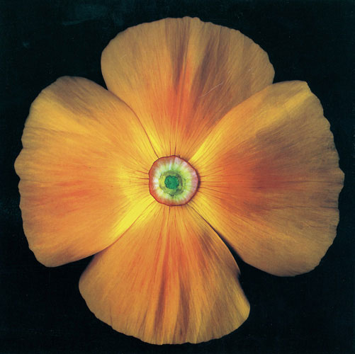 Compatible Floral for JAHRRIESNGE flowers lpf05425 Compatible Floral JAHRRIESNGE for flowers lpf05425