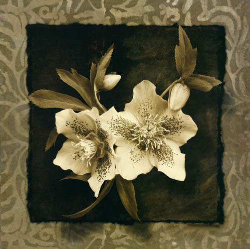 Compatible Floral for JAHRRIESNGE flowers lpf05472 Compatible Floral JAHRRIESNGE for flowers lpf05472