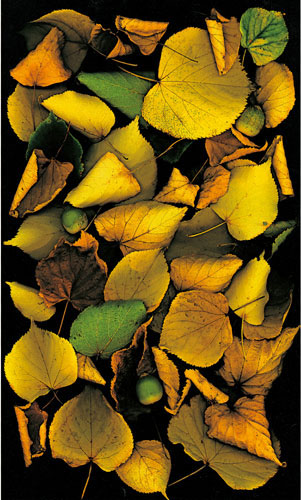 Compatible Floral for JAHRRIESNGE flowers-lpf06752 Compatible Floral JAHRRIESNGE for flowers-lpf06752