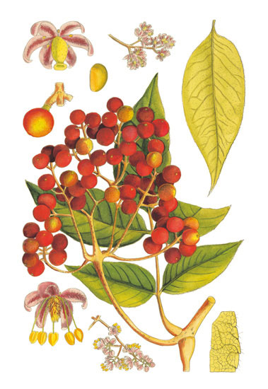 Compatible Floral for JAHRRIESNGE flowers-lpf06766 Compatible Floral JAHRRIESNGE for flowers-lpf06766