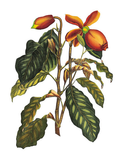 Compatible Floral for JAHRRIESNGE flowers-lpf06777 Compatible Floral JAHRRIESNGE for flowers-lpf06777