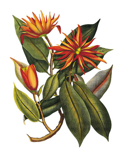 Compatible Floral for JAHRRIESNGE flowers-lpf06778 Compatible Floral JAHRRIESNGE for flowers-lpf06778