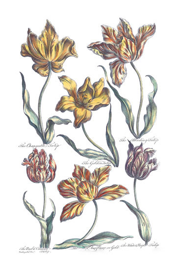 Compatible Floral for JAHRRIESNGE flowers-lpf06817 Compatible Floral JAHRRIESNGE for flowers-lpf06817