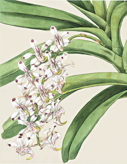 Compatible Floral for JAHRRIESNGE flowers-lpf06825 Compatible Floral JAHRRIESNGE for flowers-lpf06825