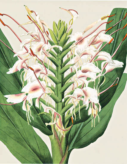 Compatible Floral for JAHRRIESNGE flowers-lpf06828 Compatible Floral JAHRRIESNGE for flowers-lpf06828