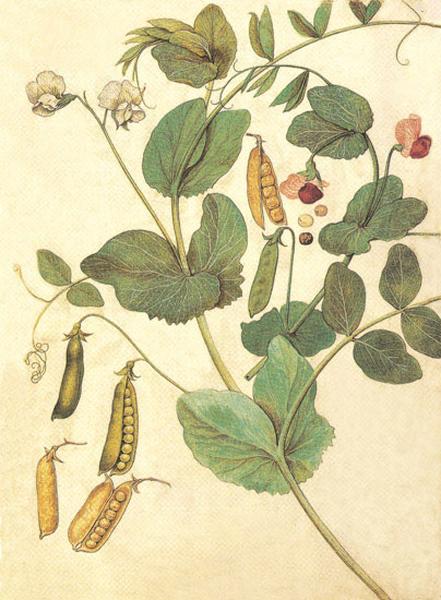 Compatible Floral for JAHRRIESNGE flowers-lpf06848 Compatible Floral JAHRRIESNGE for flowers-lpf06848