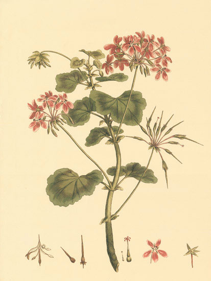 Compatible Floral for JAHRRIESNGE flowers-lpf06850 Compatible Floral JAHRRIESNGE for flowers-lpf06850