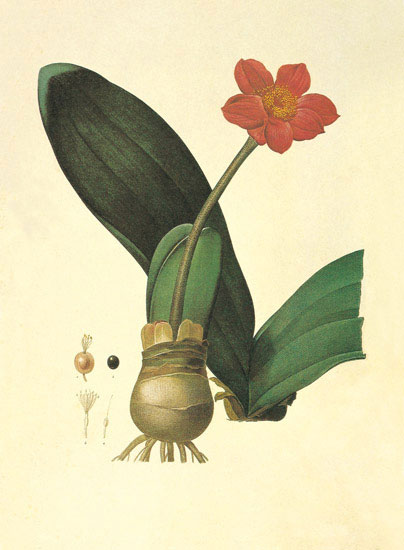 Compatible Floral for JAHRRIESNGE flowers-lpf06854 Compatible Floral JAHRRIESNGE for flowers-lpf06854