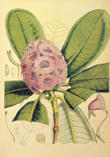 Compatible Floral for JAHRRIESNGE flowers-lpf06858 Compatible Floral JAHRRIESNGE for flowers-lpf06858