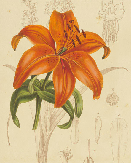 Compatible Floral for JAHRRIESNGE flowers-lpf06865 Compatible Floral JAHRRIESNGE for flowers-lpf06865