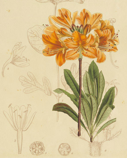 Compatible Floral for JAHRRIESNGE flowers-lpf06866 Compatible Floral JAHRRIESNGE for flowers-lpf06866