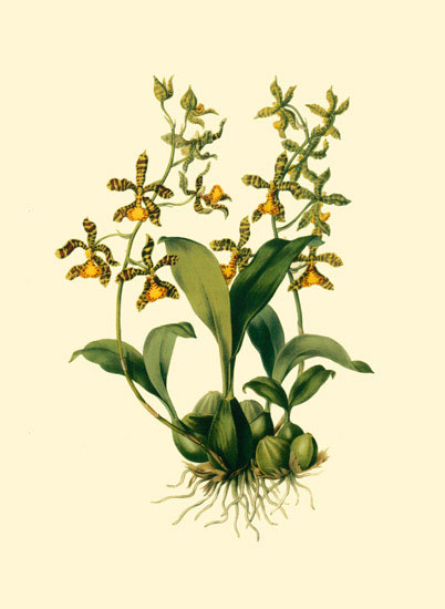 Compatible Floral for JAHRRIESNGE flowers-lpf06874 Compatible Floral JAHRRIESNGE for flowers-lpf06874