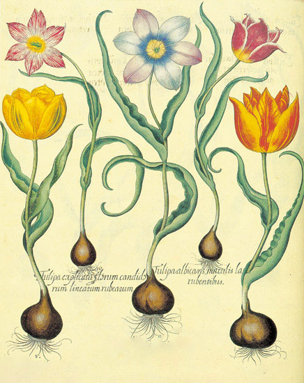 Compatible Floral for JAHRRIESNGE flowers-lpf06878 Compatible Floral JAHRRIESNGE for flowers-lpf06878