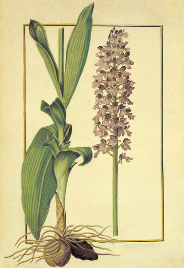 Compatible Floral for JAHRRIESNGE flowers-lpf06879 Compatible Floral JAHRRIESNGE for flowers-lpf06879