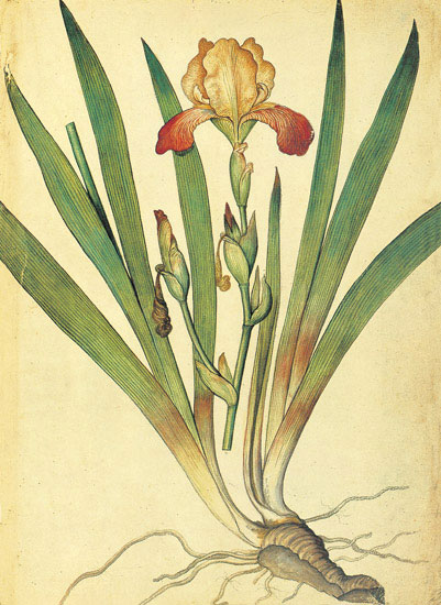 Compatible Floral for JAHRRIESNGE flowers-lpf06880 Compatible Floral JAHRRIESNGE for flowers-lpf06880