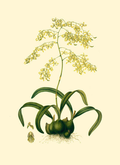 Compatible Floral for JAHRRIESNGE flowers-lpf06884 Compatible Floral JAHRRIESNGE for flowers-lpf06884