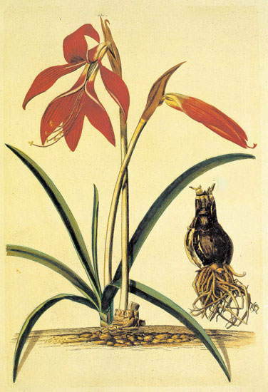 Compatible Floral for JAHRRIESNGE flowers-lpf06886 Compatible Floral JAHRRIESNGE for flowers-lpf06886