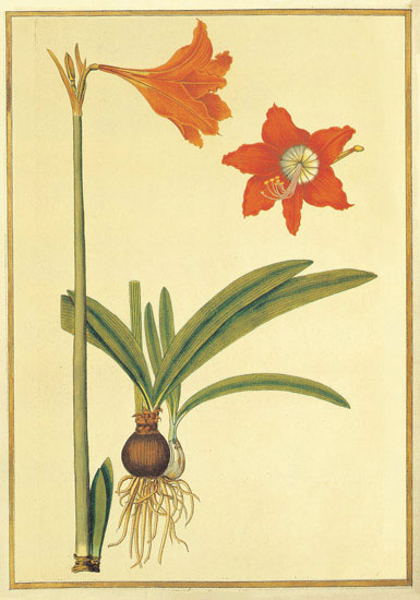 Compatible Floral for JAHRRIESNGE flowers-lpf06887 Compatible Floral JAHRRIESNGE for flowers-lpf06887