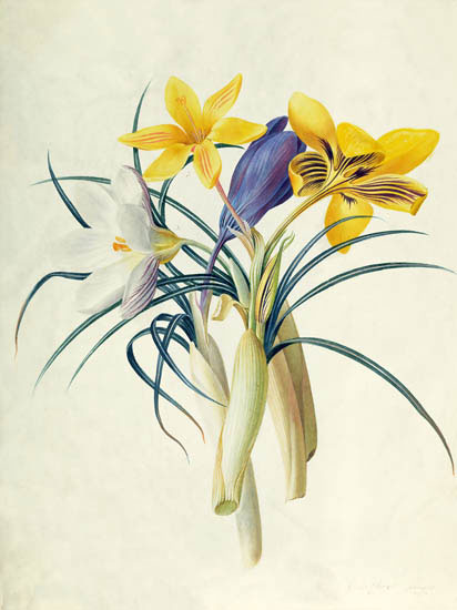 Compatible Floral for JAHRRIESNGE flowers-lpf06888 Compatible Floral JAHRRIESNGE for flowers-lpf06888