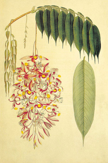 Compatible Floral for JAHRRIESNGE flowers-lpf06893 Compatible Floral JAHRRIESNGE for flowers-lpf06893