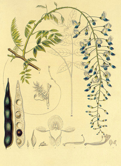 Compatible Floral for JAHRRIESNGE flowers-lpf06894 Compatible Floral JAHRRIESNGE for flowers-lpf06894