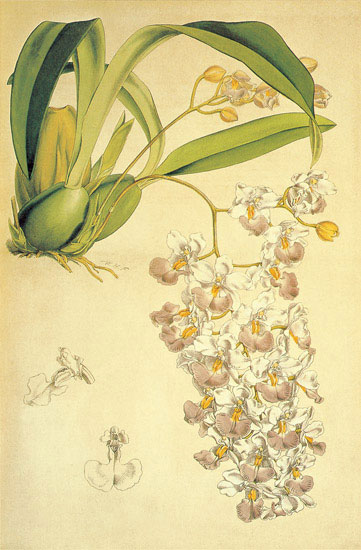 Compatible Floral for JAHRRIESNGE flowers-lpf06895 Compatible Floral JAHRRIESNGE for flowers-lpf06895